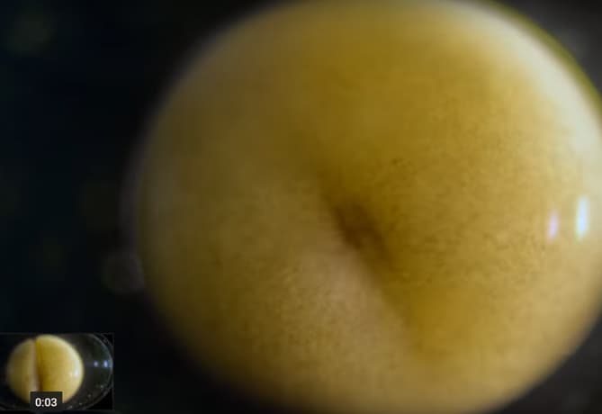 embryo-Jan van IJKEN